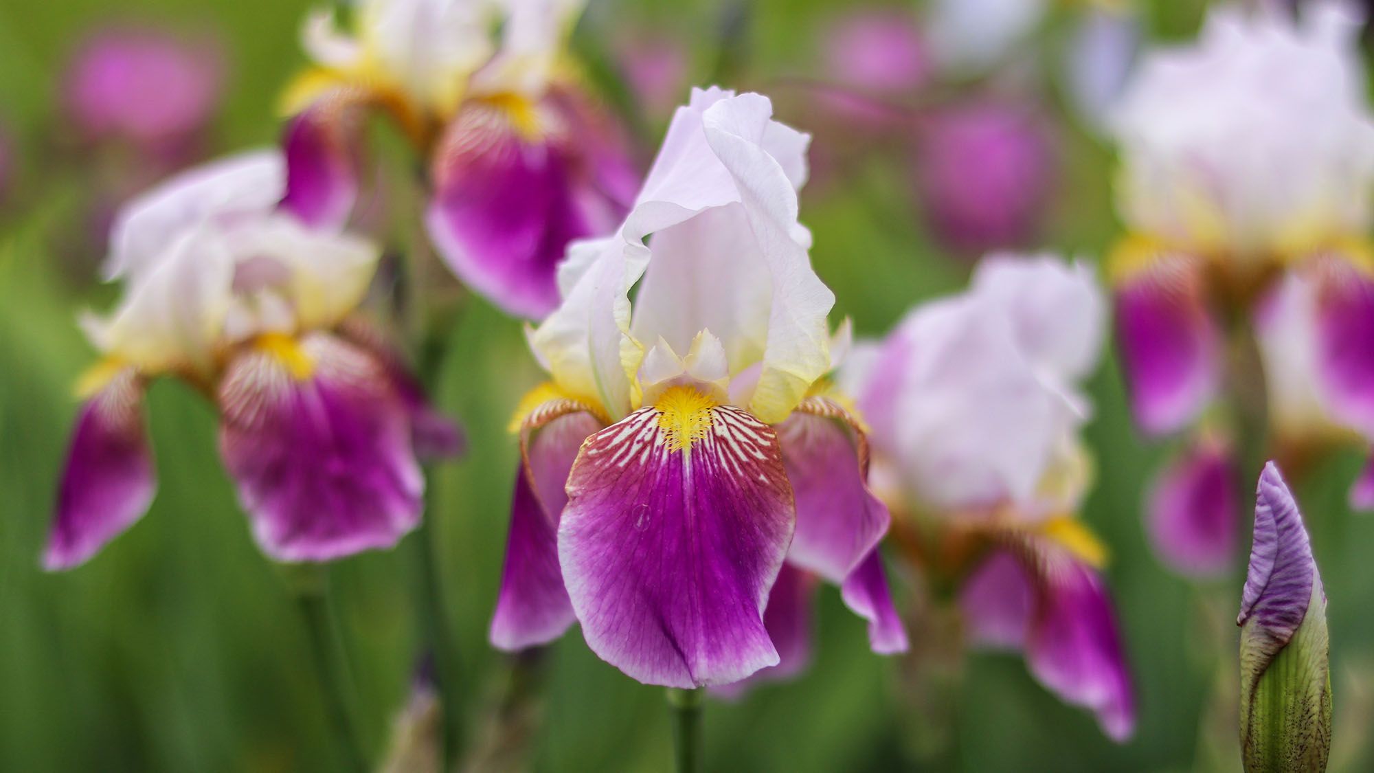 What to Do With Irises in October – 6 Tips to Get Them Winter-Ready and Ensure Gorgeous Spring Flowers
