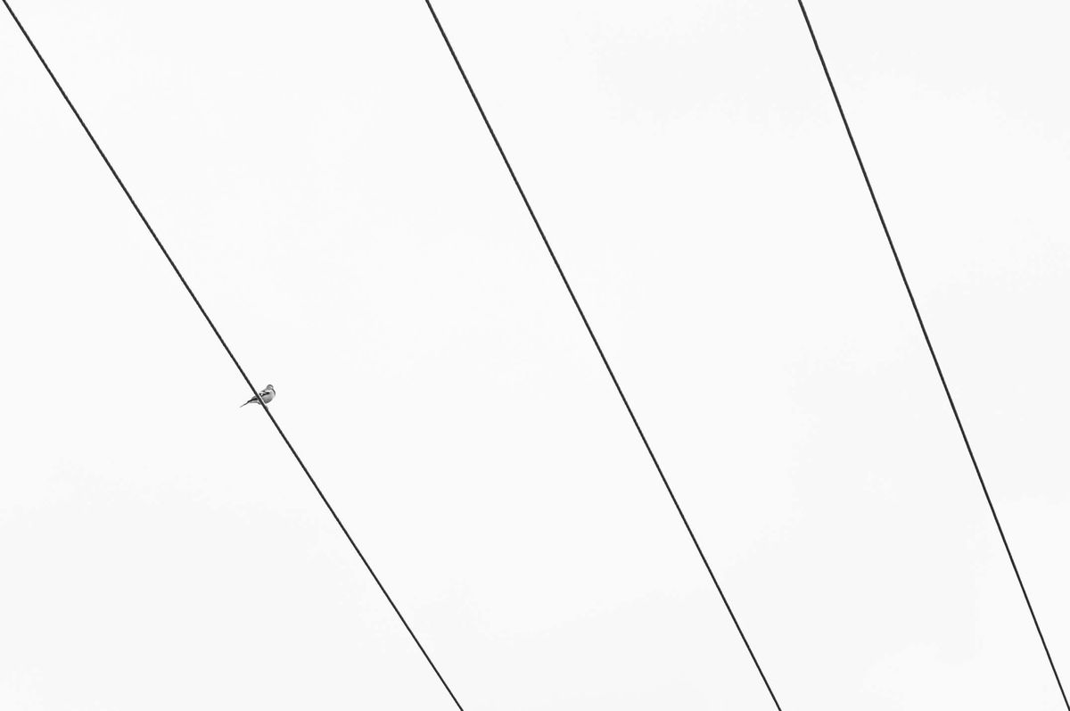 Leica M11-D Sample