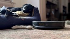 Roborock Saros 10R robot vacuum and mop with dog asleep in background