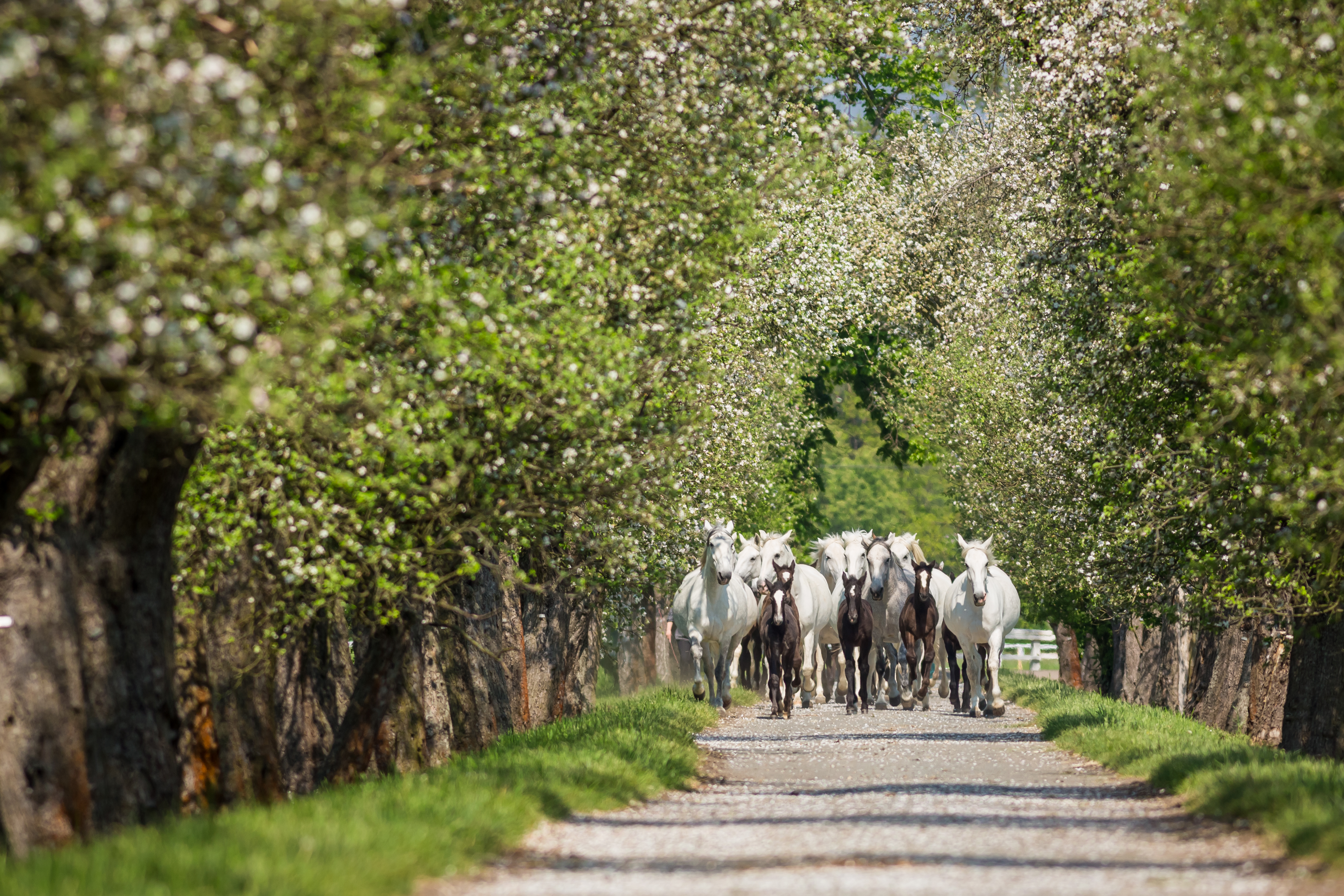Landscape-for-Breeding-and-Training-of-Ceremonial-Carriage-Horses-at-Kladruby-nad-Labem-Photo-by-Magdalena-Strakova.jpg