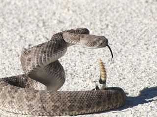 Western diamondback rattlesnake