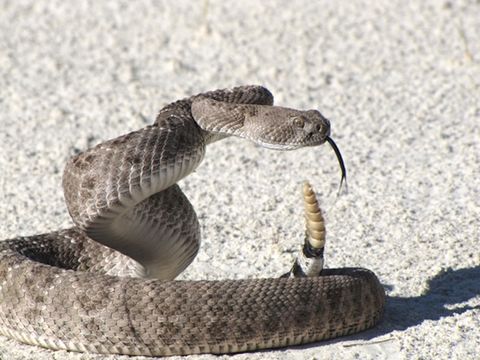 Photos: How to Identify a Western Diamondback Rattlesnake | Live Science