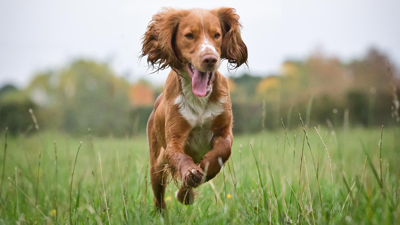 Spaniel-1400x788