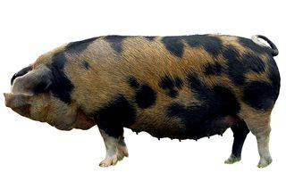 native british pig breeds