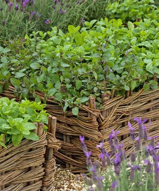 Herbs planted in wicker basket planters