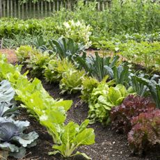 Leafy greens growing in a vegetable garden