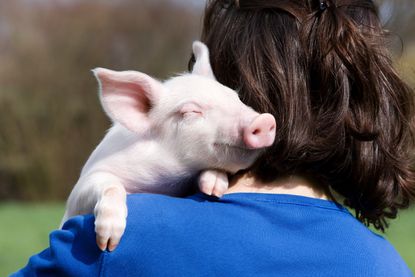 Person holding piglet over shoulder