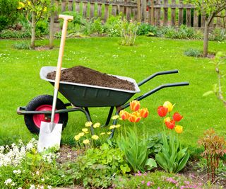 compost in wheelbarrow on lawn