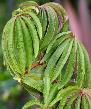 foliage of the palm-leaved Begonia luxurians