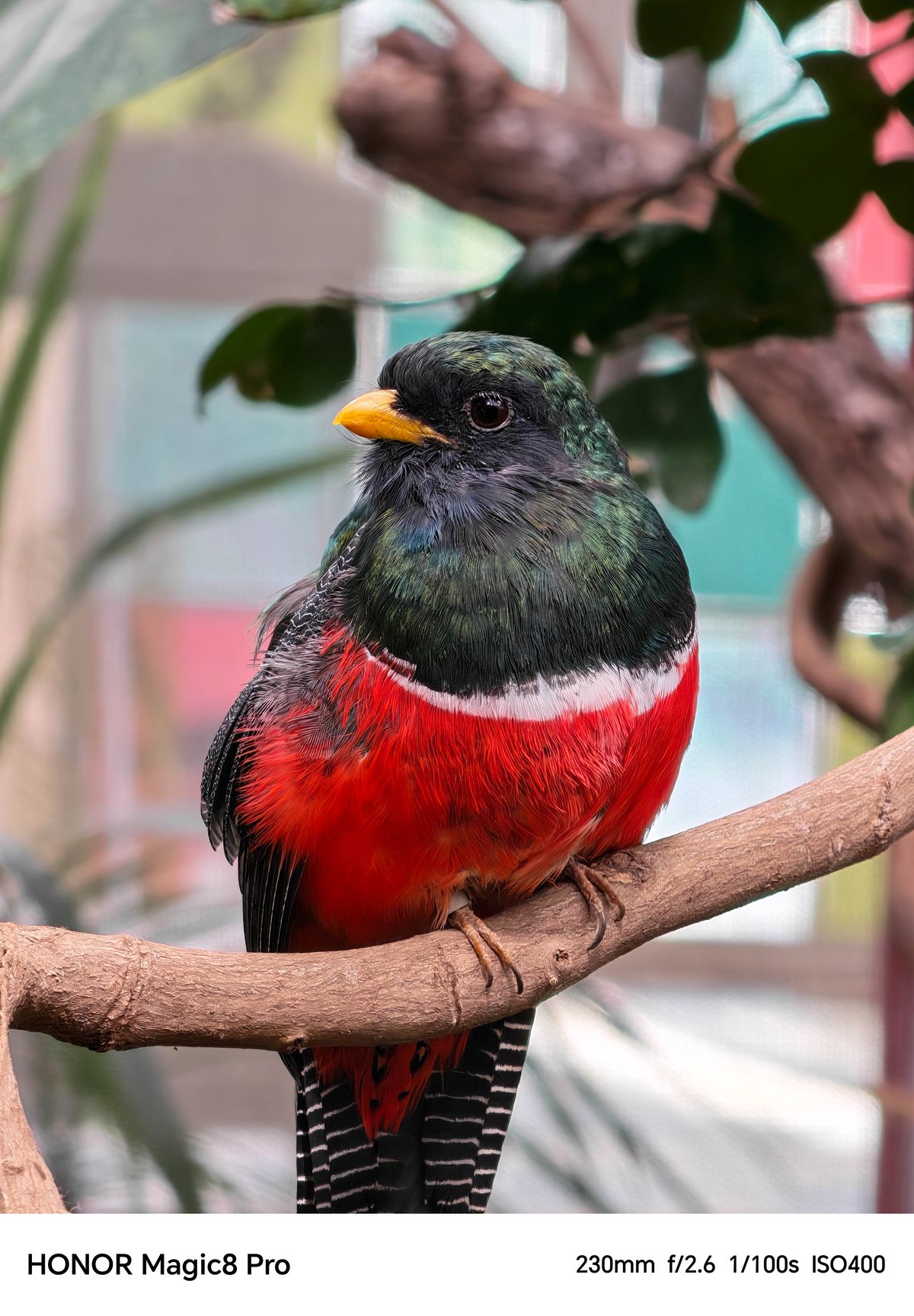A colourful bird perched on a branch shot on an Honor Magic 8 Pro
