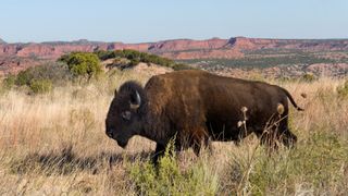 Bison in Caprock Canyons State Park, Texas