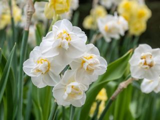 Narcissus 'Cheerfulness' flowers