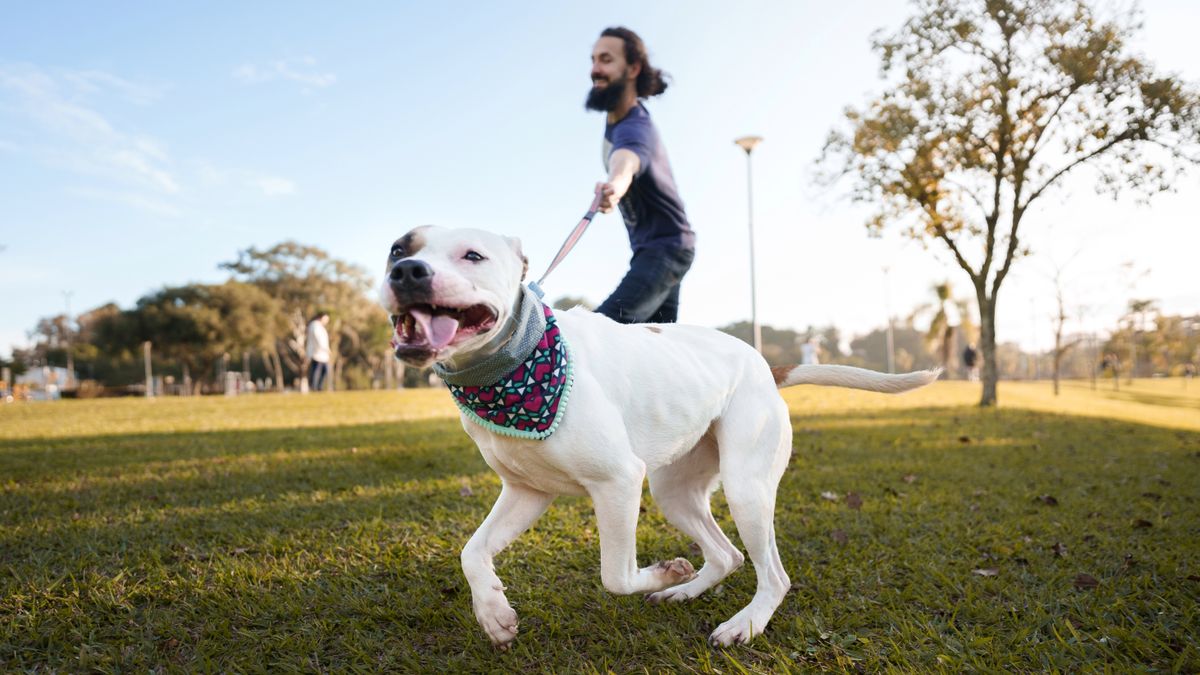 Dog pulling on leash in park