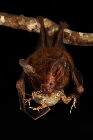 bat eating a frog