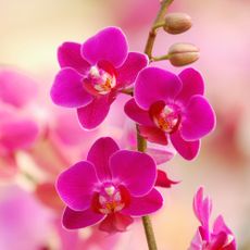 pink moth orchids 