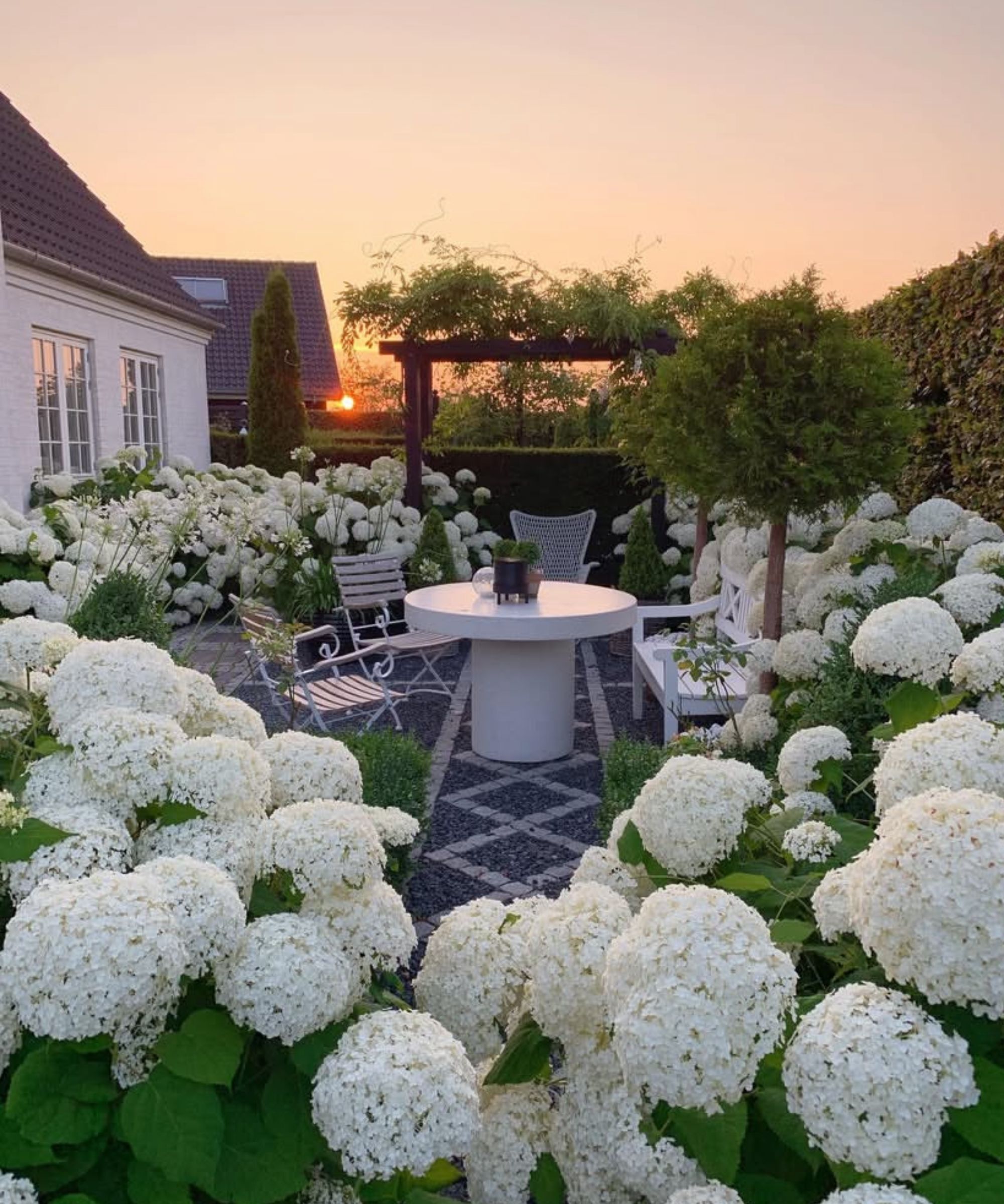 A backyard filled with Annabelle Hydrangeas