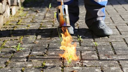 using a weed burner to kill weeds 
