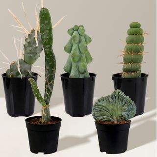 The Sill rare cacti