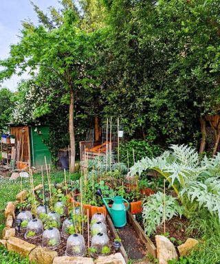 Vegetables and plants growing in a keyhole raised bed garden