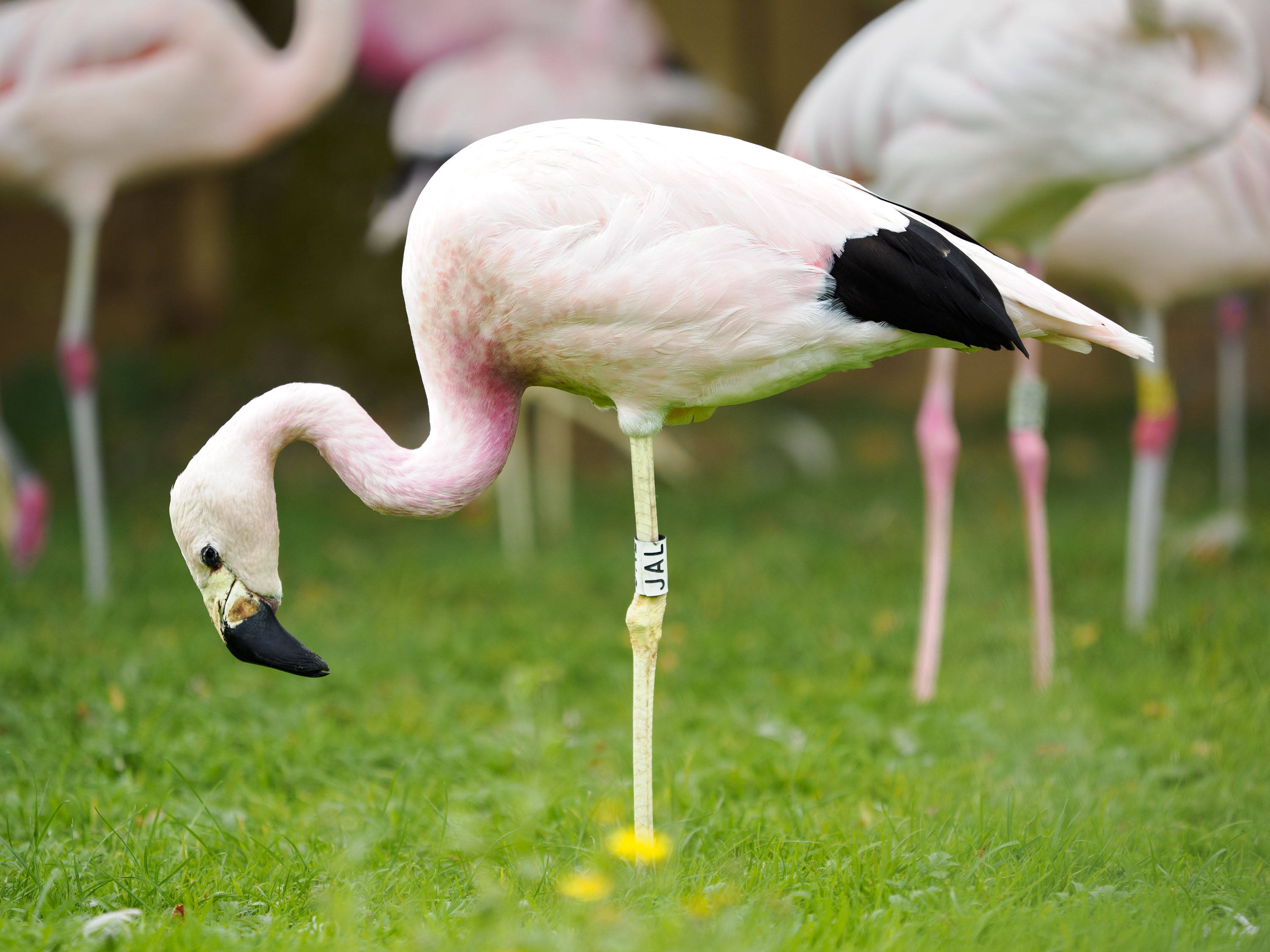 OM System 50-200mm F2.8 sample gallery: flamingo standing on grass