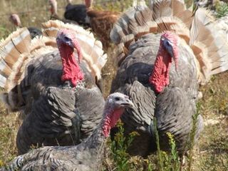 American Livestock Turkeys