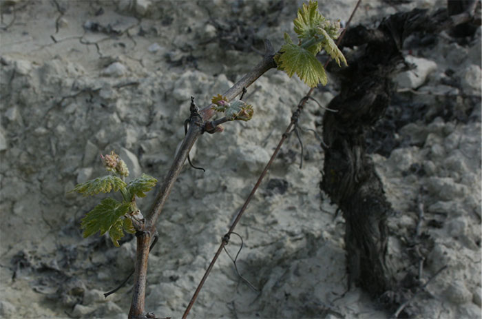 Palomino budburst at Macharnudo in February 2016.