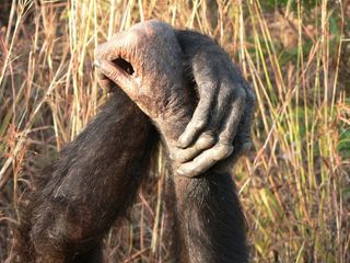 Chimpanzees grasping hands during grooming