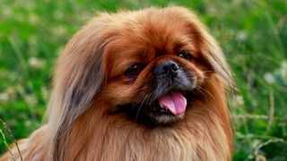 Close up of Pekingese