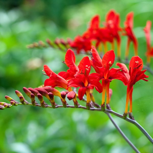 Lucifer Crocosmia - 9 Pack Bulbs