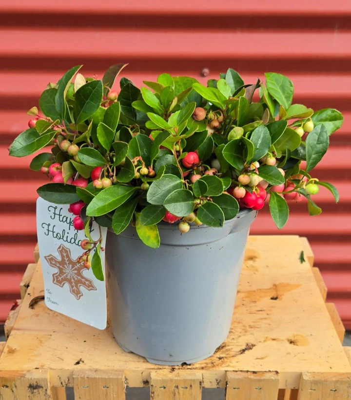 Green Promise Farms, Gaultheria Procumbens Wintergreen Evergreen