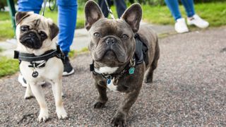 Pug and French Bulldog