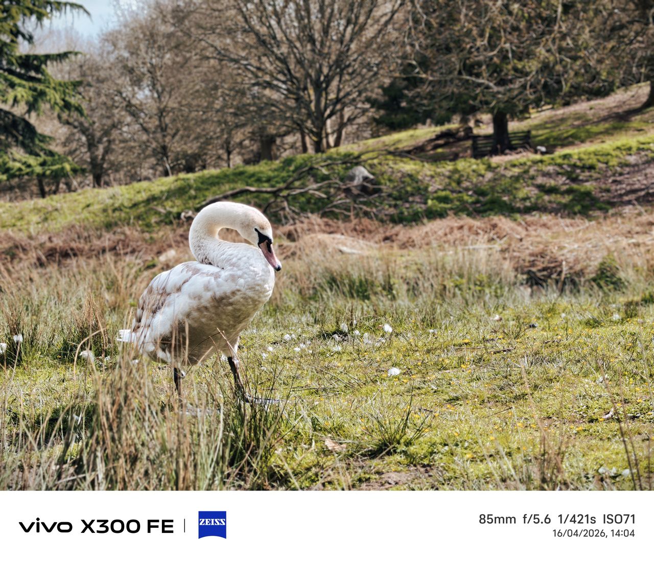 Photo samples from the Vivo X300 FE phone