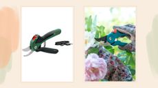composite of bosch product and someone using a similar pair of secateurs on a rose bush