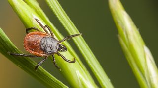 Tick on plant straw