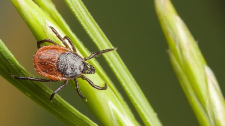 Tick on plant straw