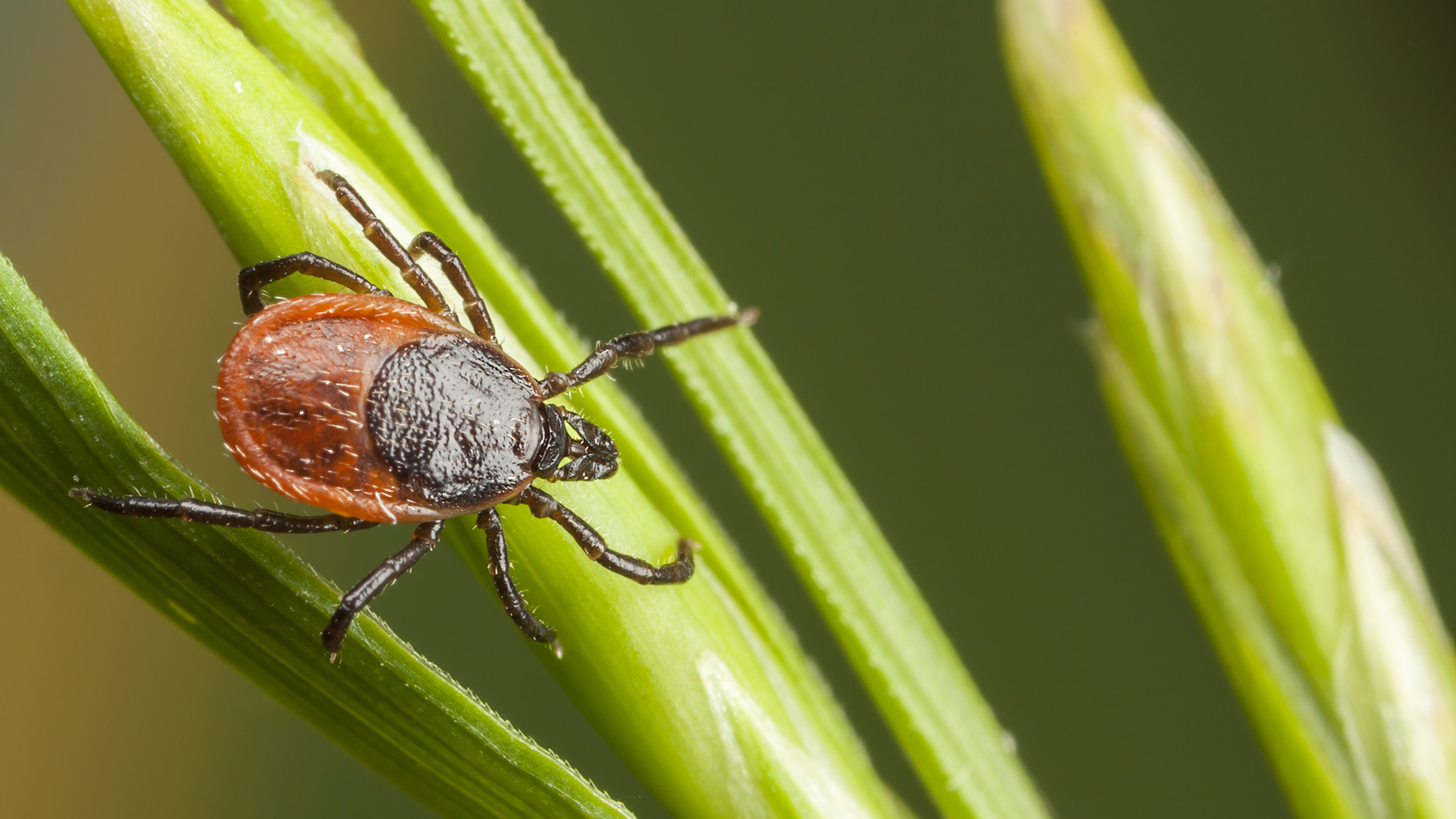 Tick on plant straw