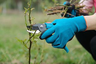 pruning roses with secateurs