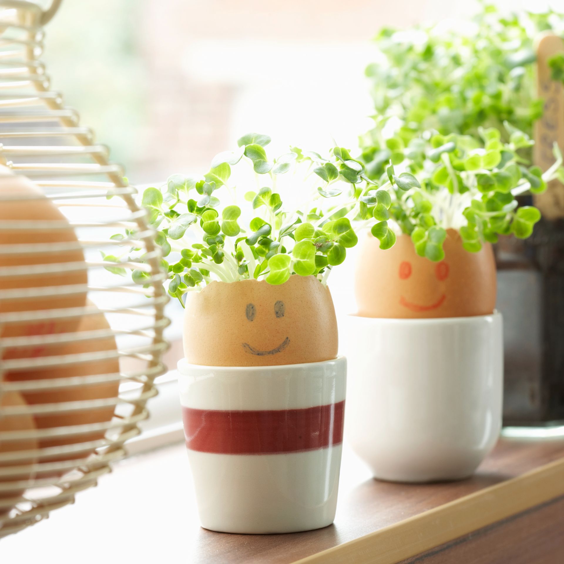 Growing cress