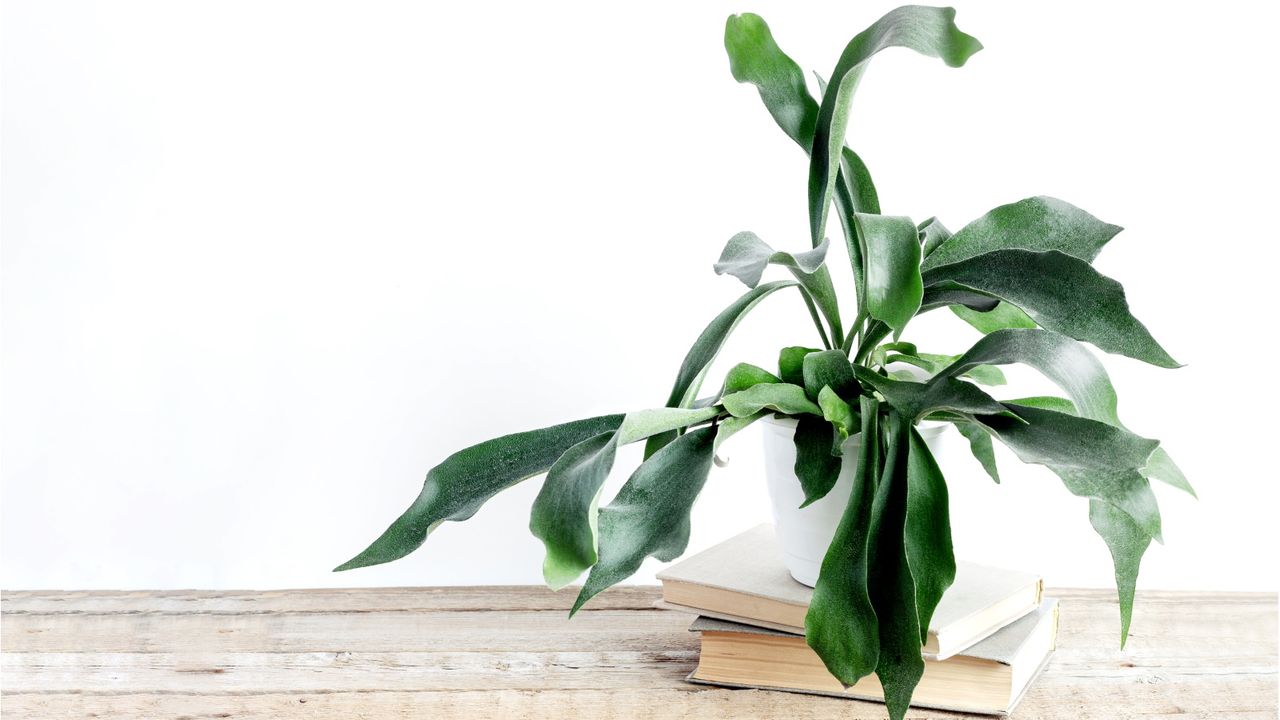 Staghorn fern in white pot