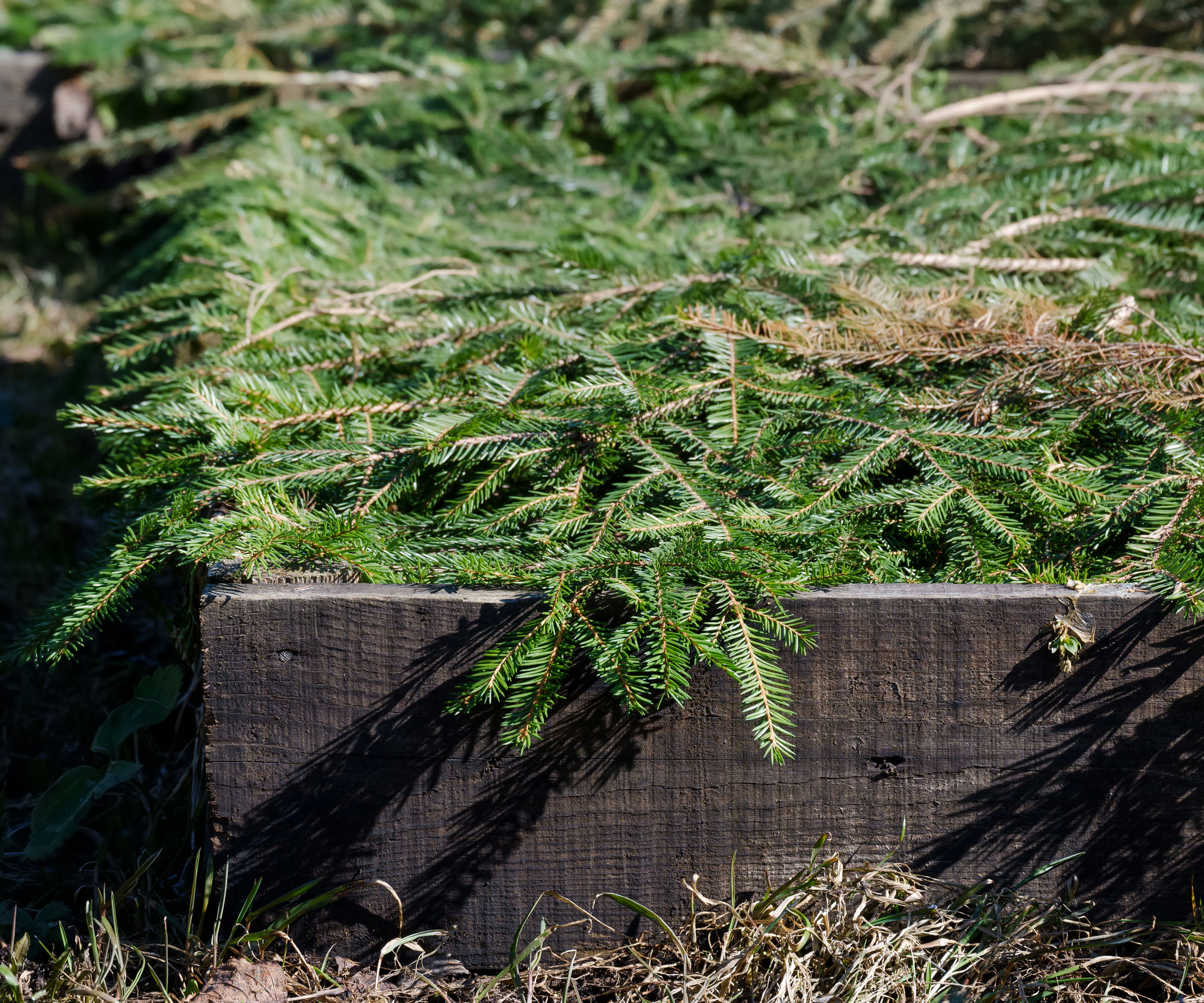 christmas tree branches covered soil in raised wooden bed