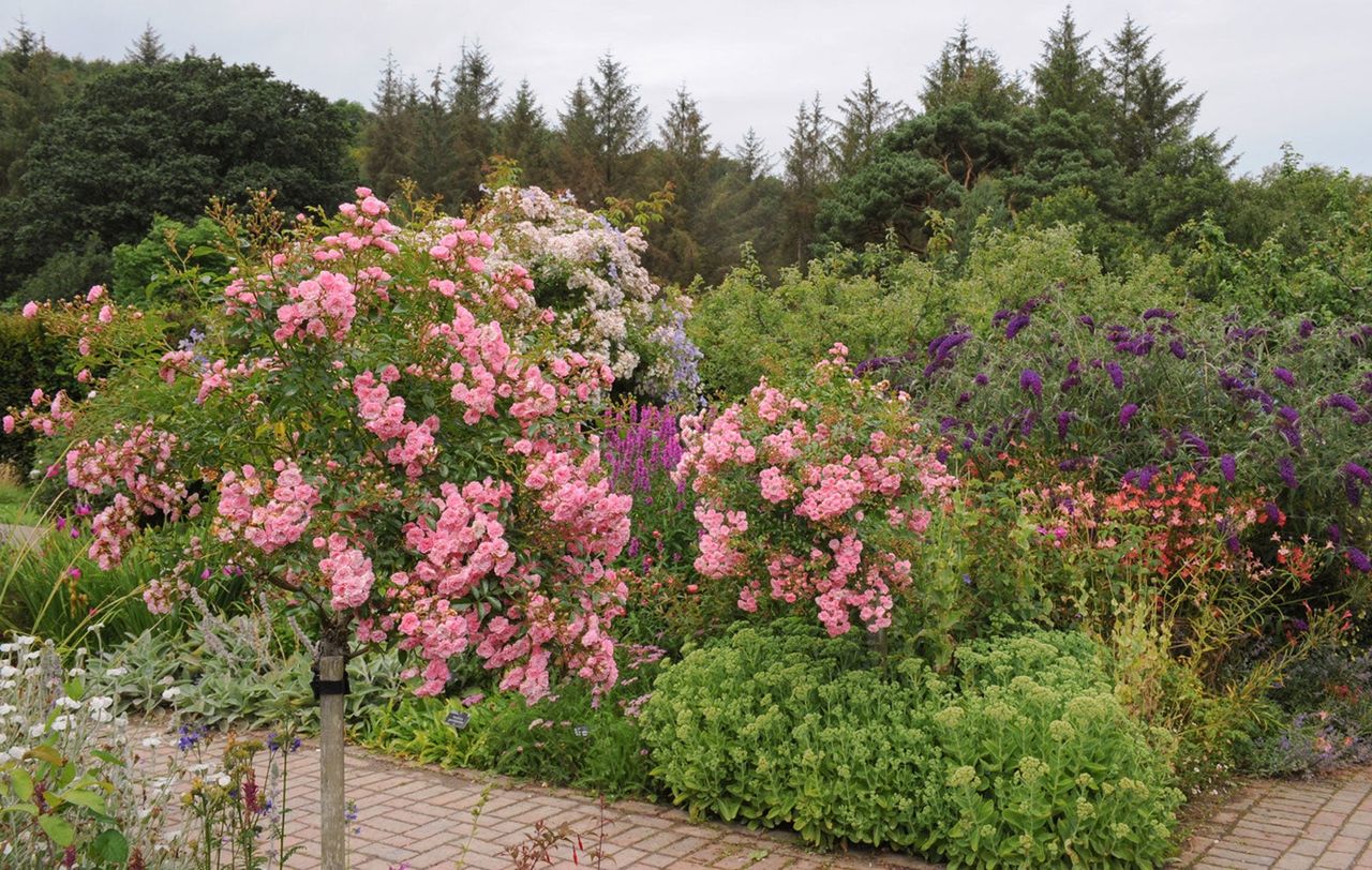 cottage shrubs