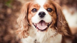 Cavalier King Charles Spaniel