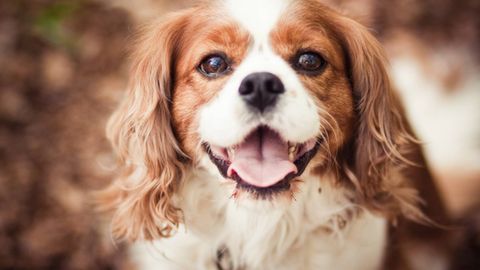 Eight of the best behaved dog breeds | PetsRadar