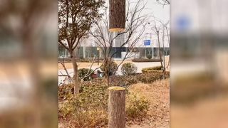 Feng Dengyu optical illusion painting