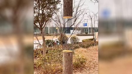 Feng Dengyu optical illusion painting