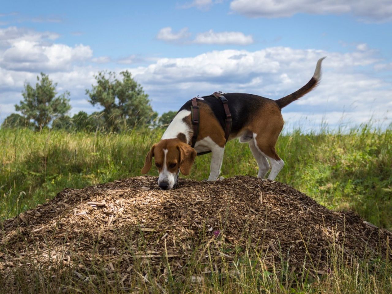 Puppy Walking On Top Of Mulch Pile