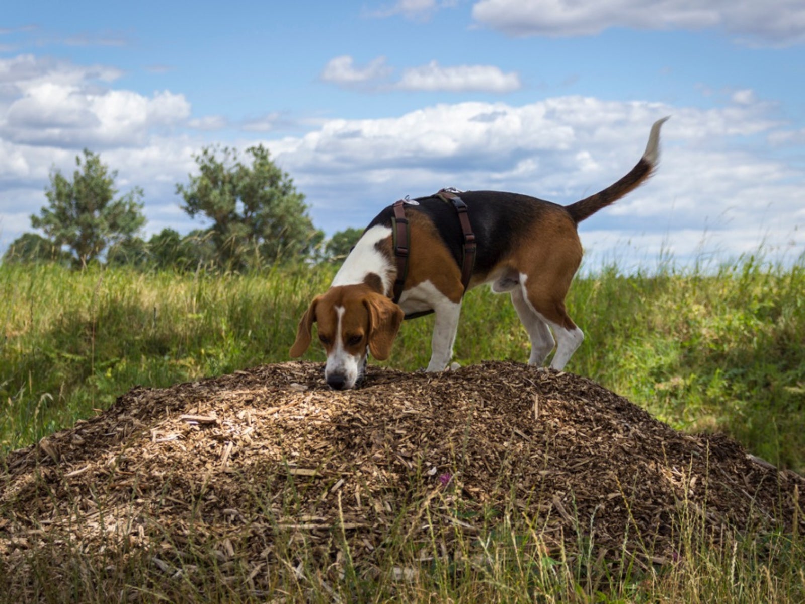 Pet Safe Mulch - Information About Mulch Application Issues When You Have  Dogs | Gardening Know How