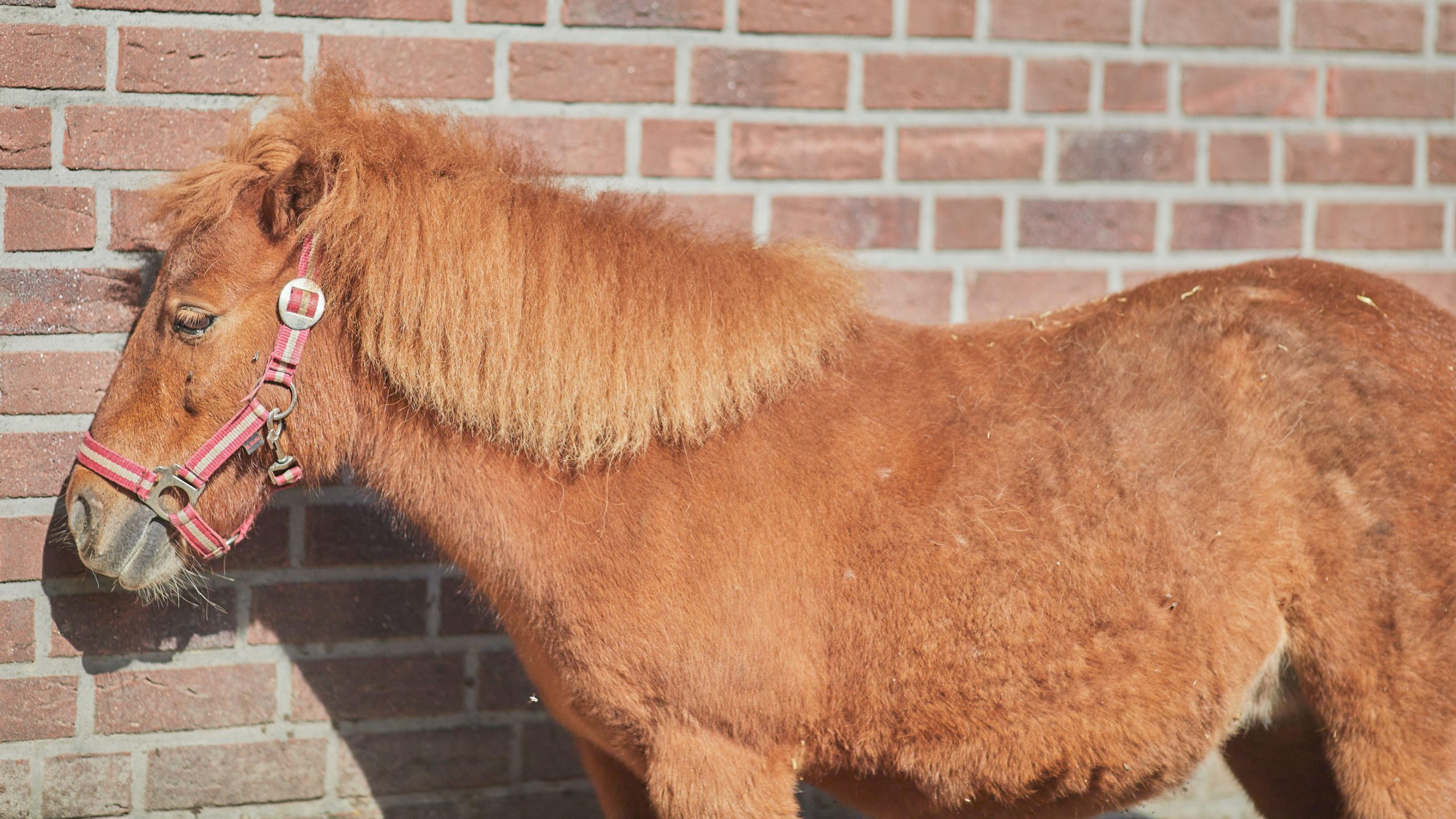 Smallest horses in the world: Noma pony