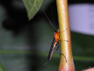 parasitoid wasp, Hymenoepimecis argyraphaga