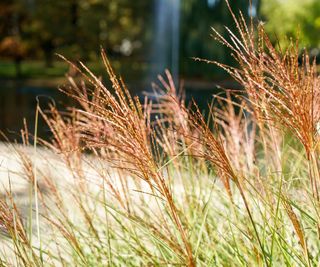 Miscanthus ‘Red Chief’
